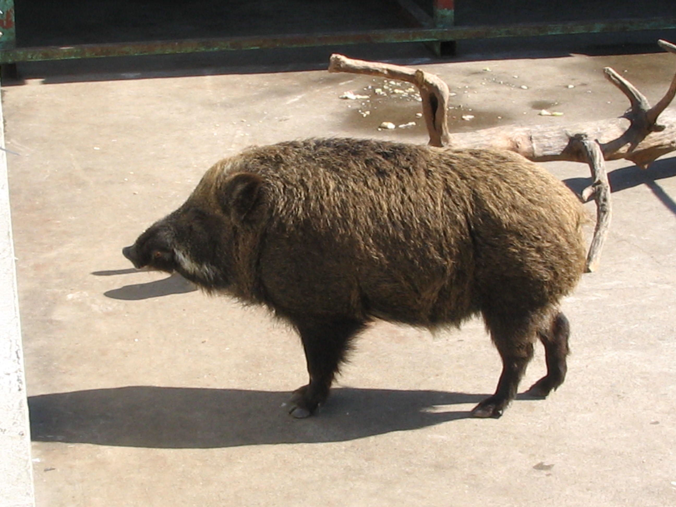 awakynadisioli